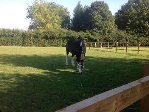 Ravencar Farm B&B Mosborough Exterior photo